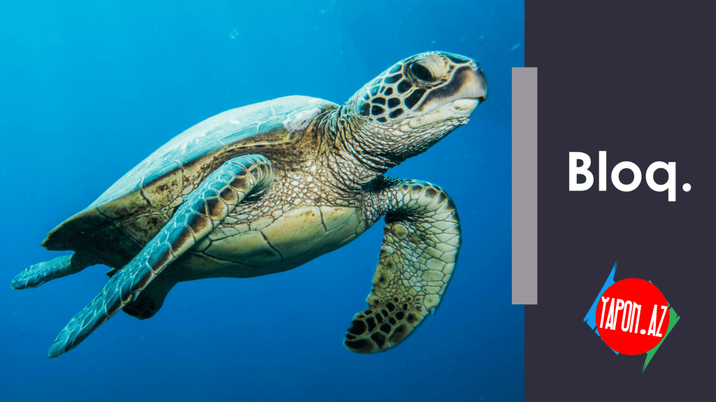 Heroqlifin  (kancinin) tısbağa ilə nə əlaqəsi var&nbsp;?!