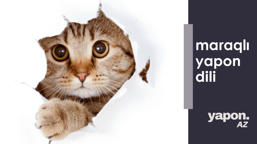 Pişiklərlə bağlı ifadələr